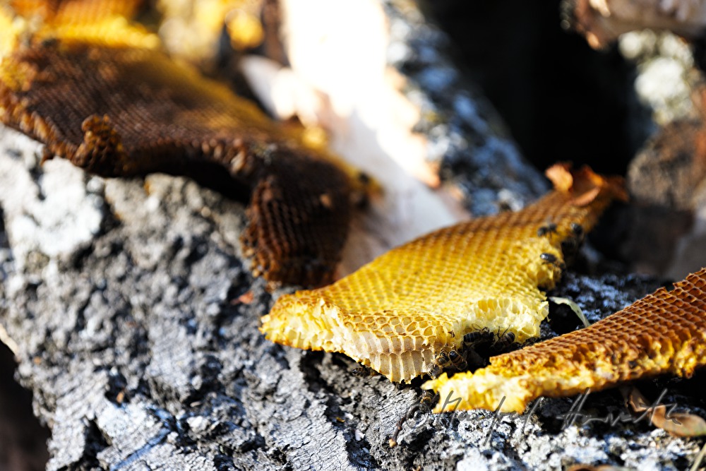 Bienenwabe im Johlraum einer gefällten Esche