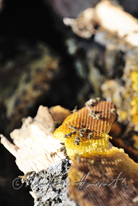 Bienenwabe im Johlraum einer gefällten Esche