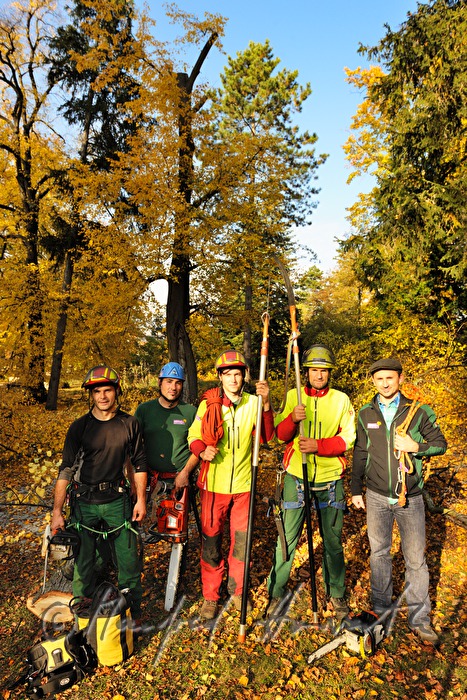 Baumpfleger im Park mit alten Lindenbäumen