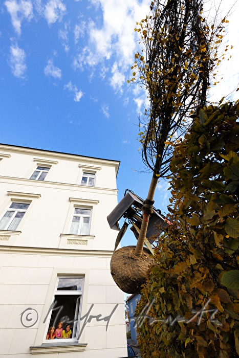 Pflanzen eines Lindenbaumes vor die Schule
