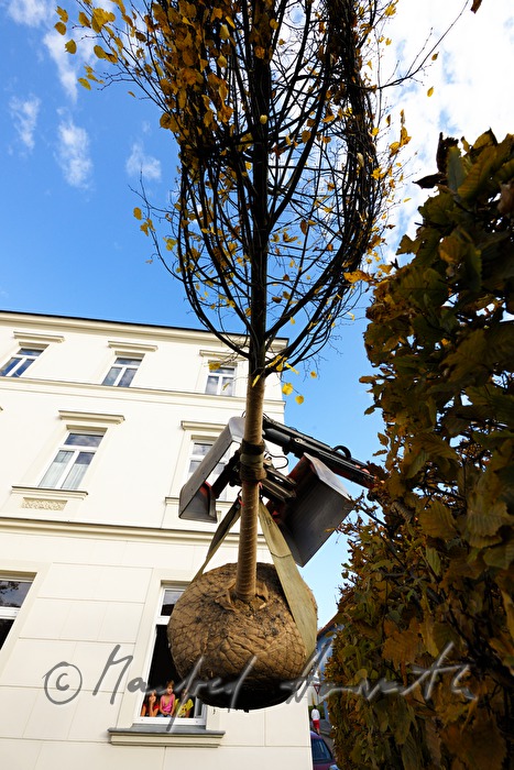 Pflanzen eines Lindenbaumes vor die Schule
