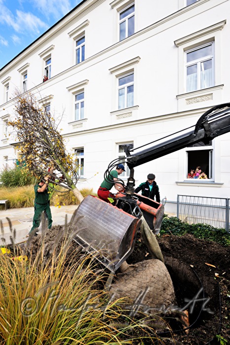 Baumpfleger pflanzen einen Lindenbaum
