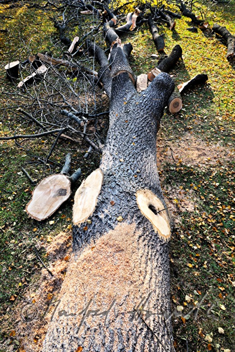 gefällte Esche (von Eschenpilz befallen)