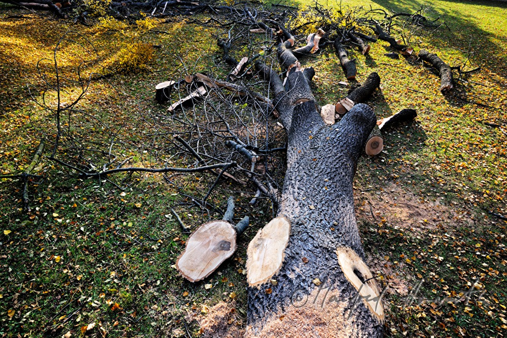 gefällte Esche (von Eschenpilz befallen)