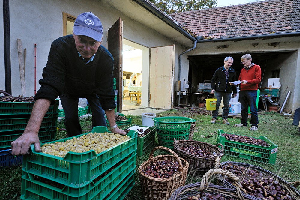 Verarbeitung von Edelkastanien