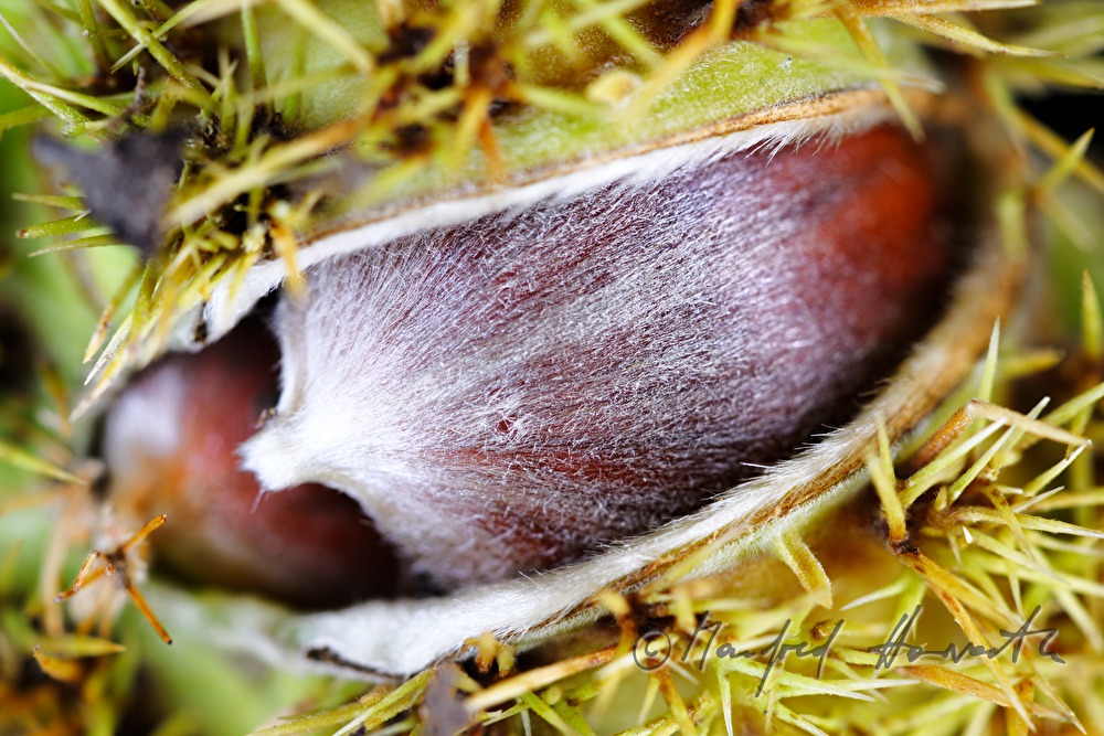 reife Maroni unter einem Kastanienbaum