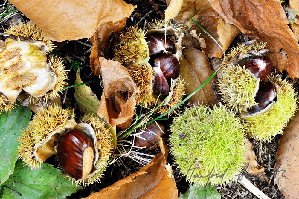 reife Maroni unter einem Kastanienbaum