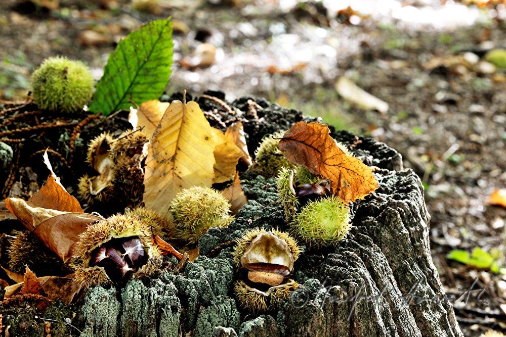 reife Maroni unter einem Kastanienbaum