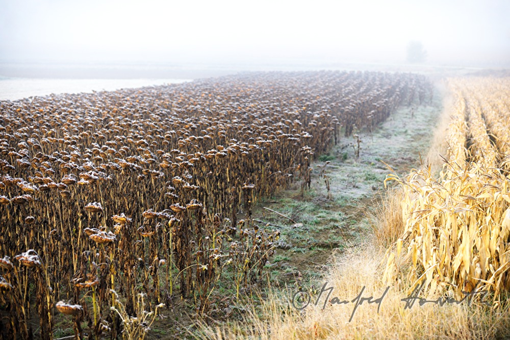 Sonnenblumenfeld und Maisfeld im Hochnebel