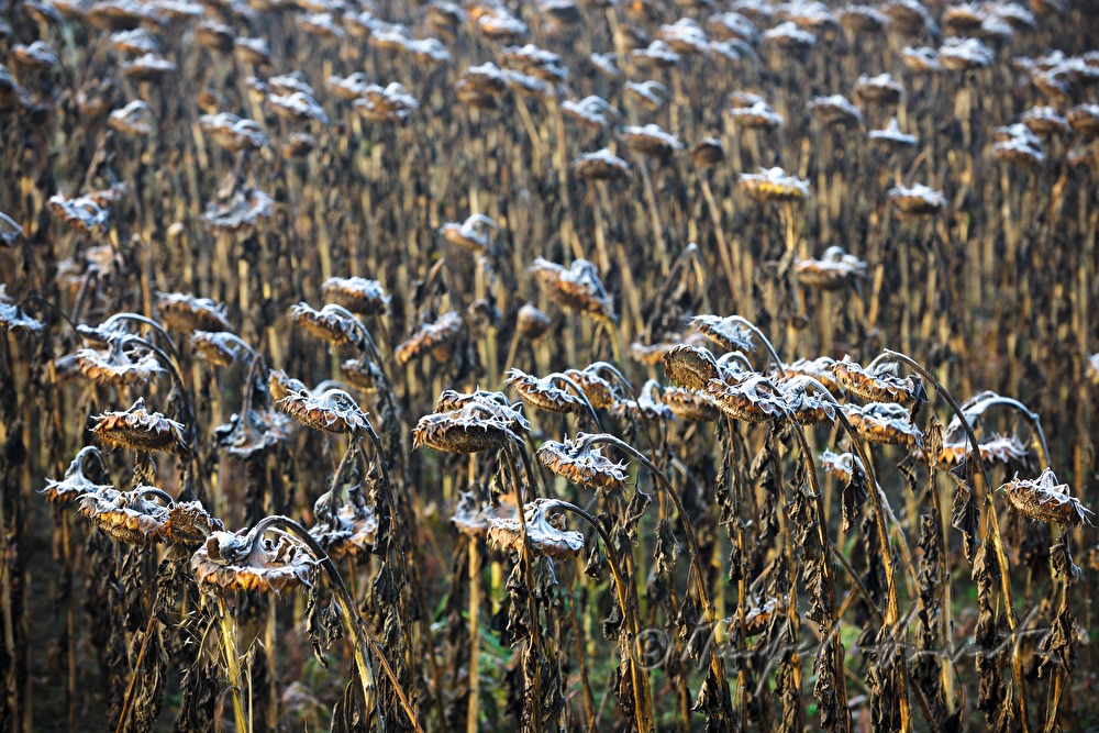 Sonnenblumenfeld und Maisfeld im Hochnebel