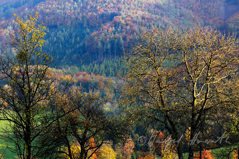 herbstlich verfärbte Obstbäume