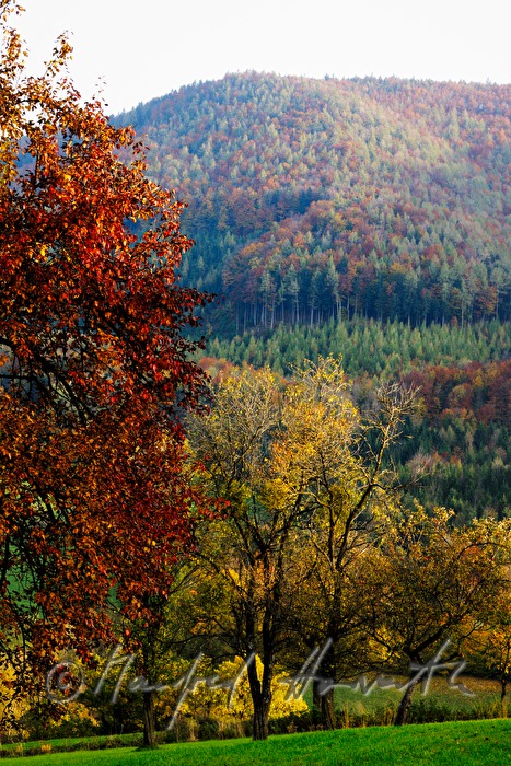 herbstlich verfärbte Obstbäume