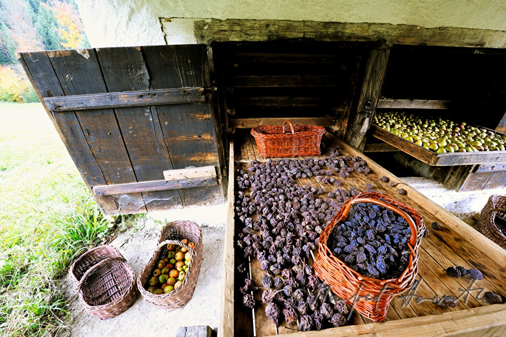 frische Kletzen  (gedörrte Birnen ) in der Dörrhütte