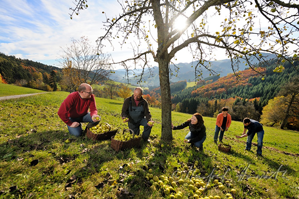 Mostbarone im Gespräch bei der Birnenernte