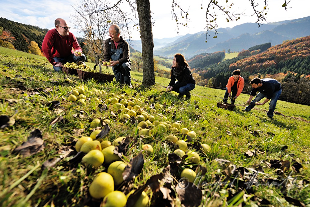 Mostbarone im Gespräch bei der Birnenernte
