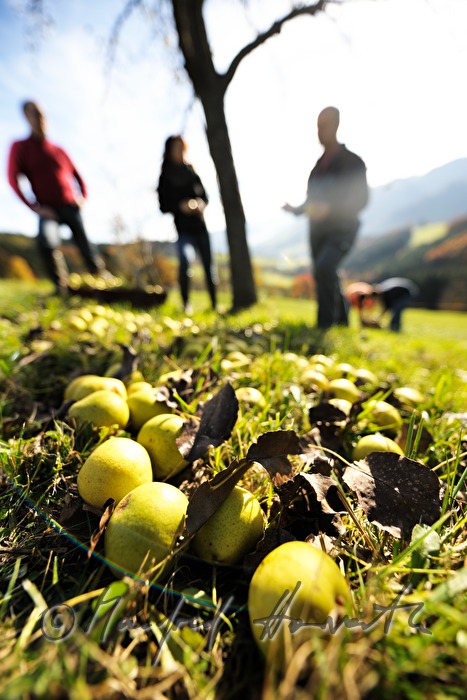 Mostbarone im Gespräch bei der Birnenernte