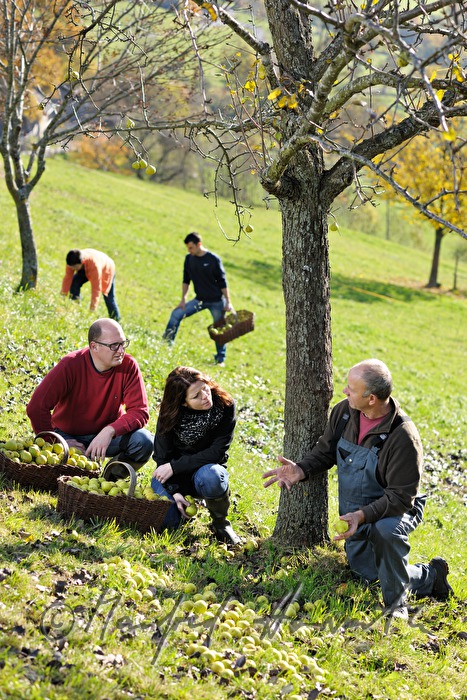 Mostbarone im Gespräch bei der Birnenernte