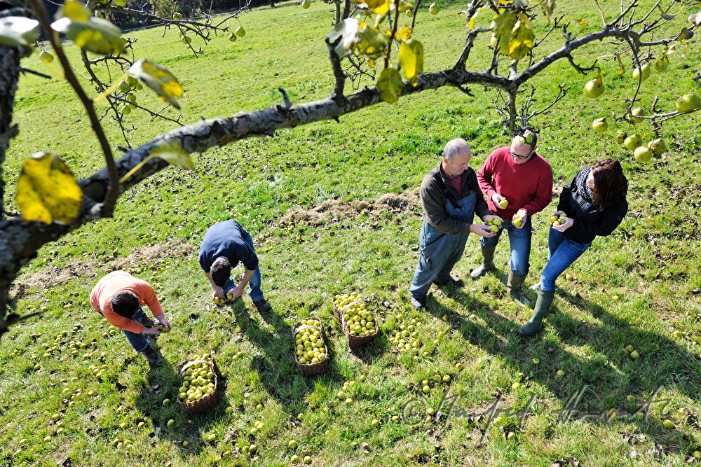 Mostbarone im Gespräch bei der Birnenernte