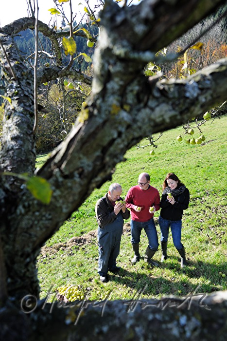 Mostbarone im Gespräch bei der Birnenernte