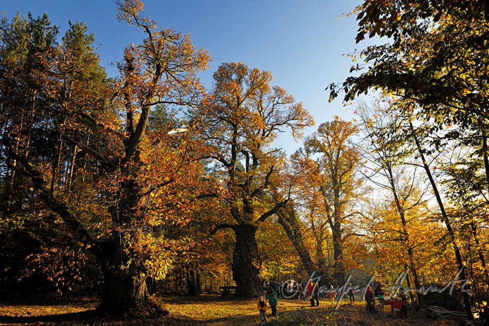 Besucher im Wald unter dreihundertjährigen Kastanienbäumen