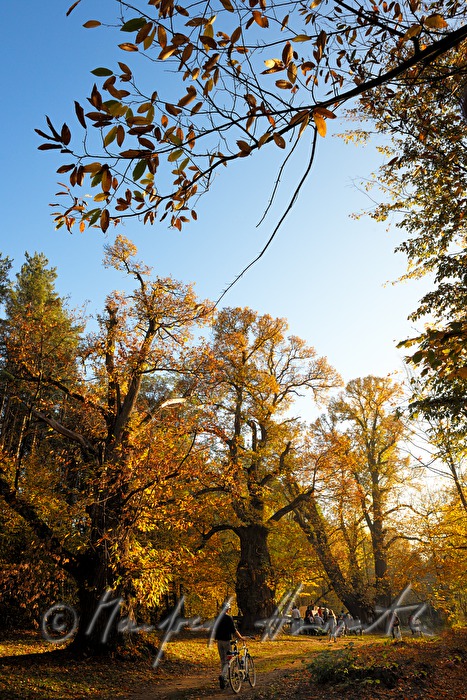 Besucher im Wald unter dreihundertjährigen Kastanienbäumen