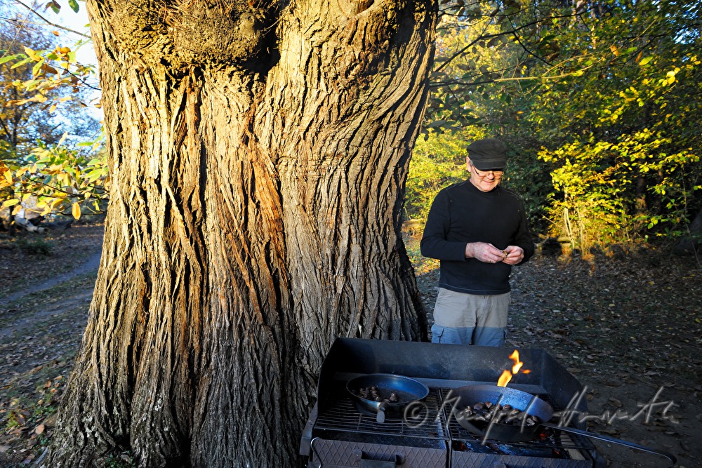 Maronibraten beim Kastanienfest im Wald