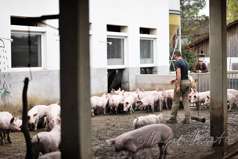 der Bauer und Firmengründer Franz Habel in seinem Schweinestall