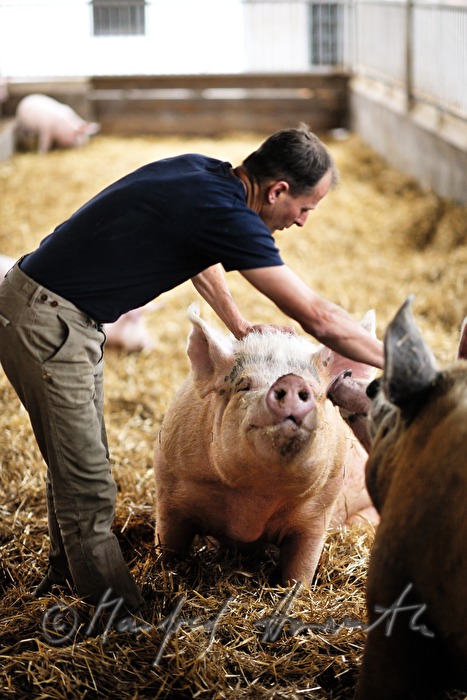 der Bauer und Firmengründer Franz Habel in seinem Schweinestall