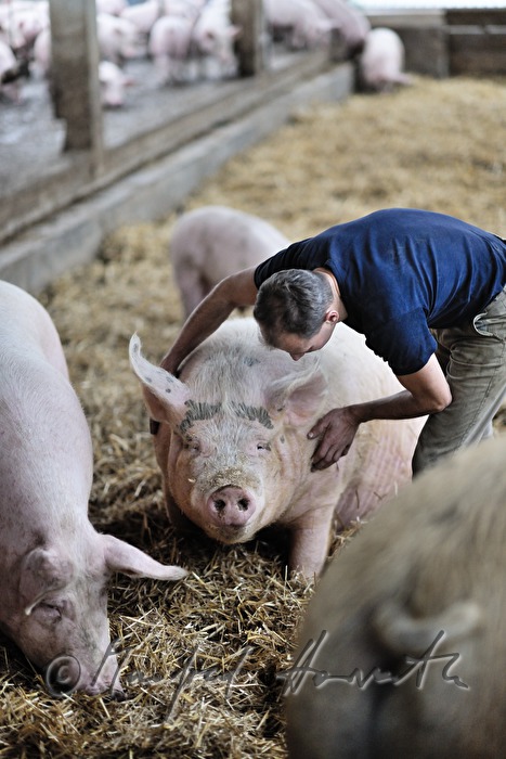 der Bauer und Firmengründer Franz Habel in seinem Schweinestall