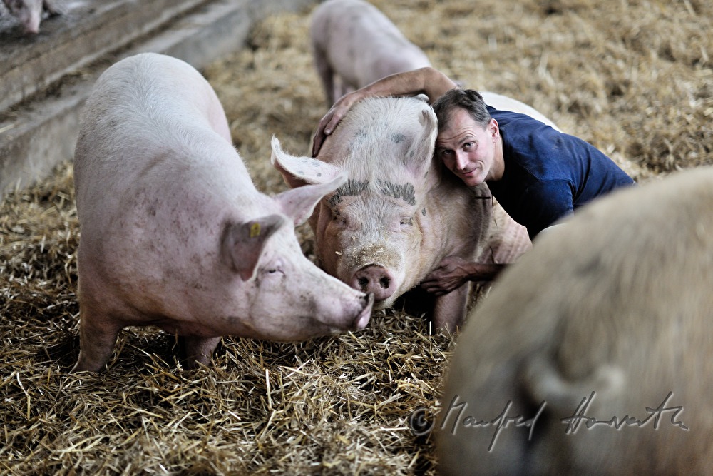 der Bauer und Firmengründer Franz Habel in seinem Schweinestall