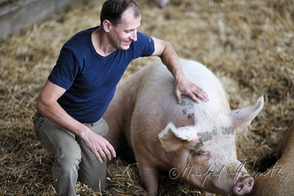 der Bauer und Firmengründer Franz Habel in seinem Schweinestall