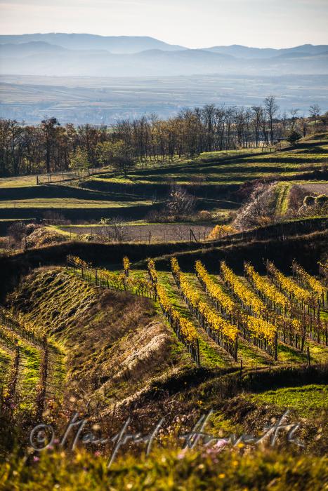 terrassenförmig angelegte Weinberge