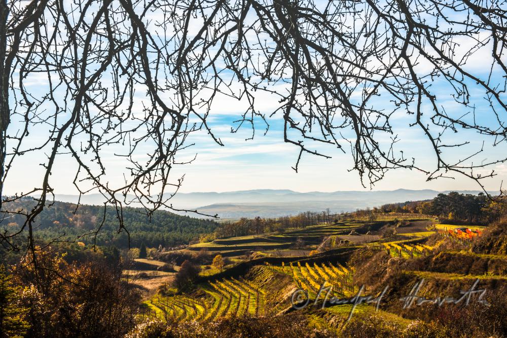 terrassenförmig angelegte Weinberge