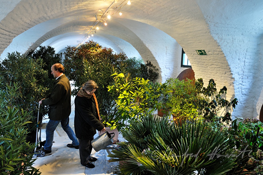 Wässern der Pflanzen in der Orangerie von Schloss Mühlbach