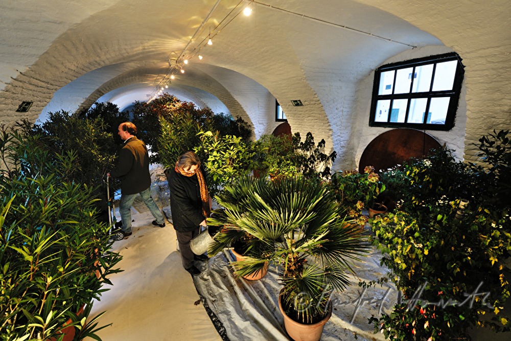 Wässern der Pflanzen in der Orangerie von Schloss Mühlbach