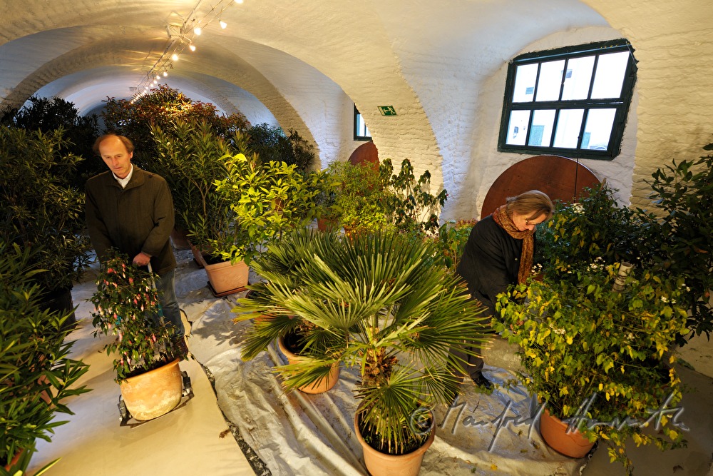 Wässern der Pflanzen in der Orangerie von Schloss Mühlbach