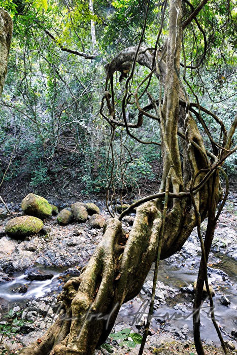 Wasserliane und Bachbett beim Wasserfall Montezuma