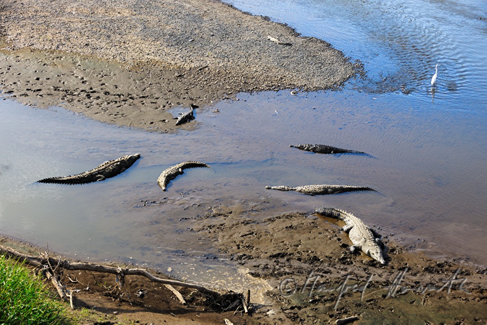 Spitzkrokodile am Ufer des Rio Tárcoles