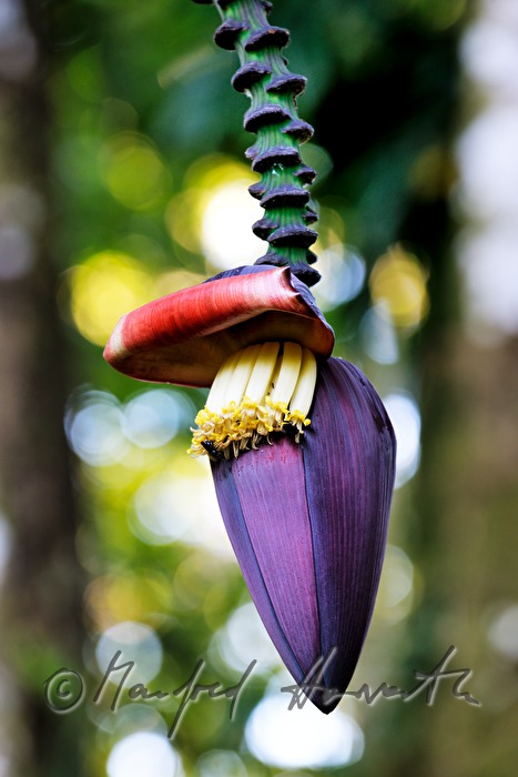 Blütenstand eines Bananenbaumes
