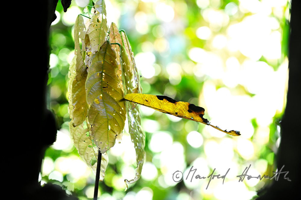 Blatt hat sich am Stamm verfangen