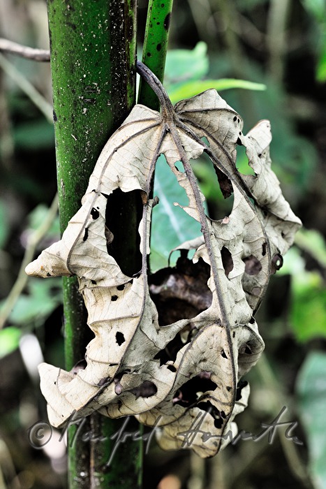 Blatt mit Löchern von Blattschneiderameisen
