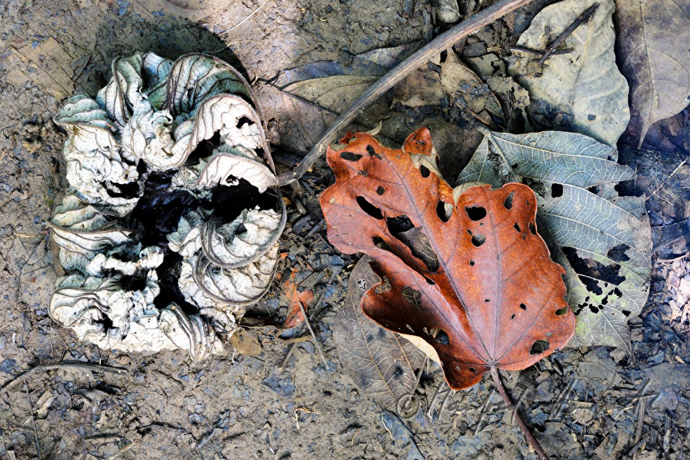 Blatt mit Löchern von Blattschneiderameisen