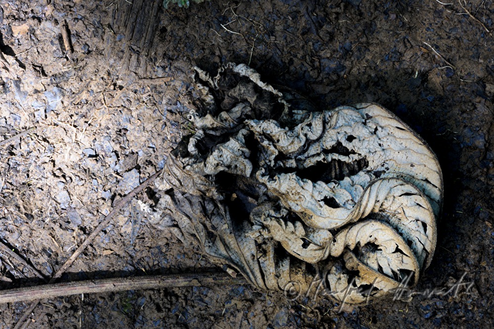 vertrocknetes und eingerolltes Blatt am Waldboden