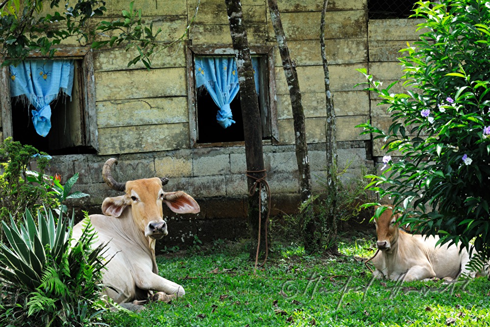 Brahman-Kühe vor einem Holzhaus