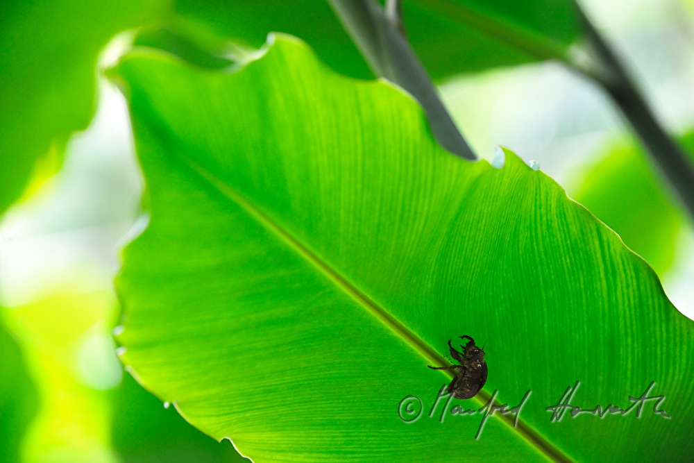 Blatt mit Käfer