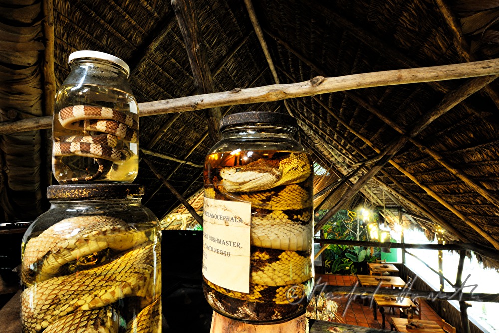 Präparate von Schlangen in der Esquinas Rainforest Lodge