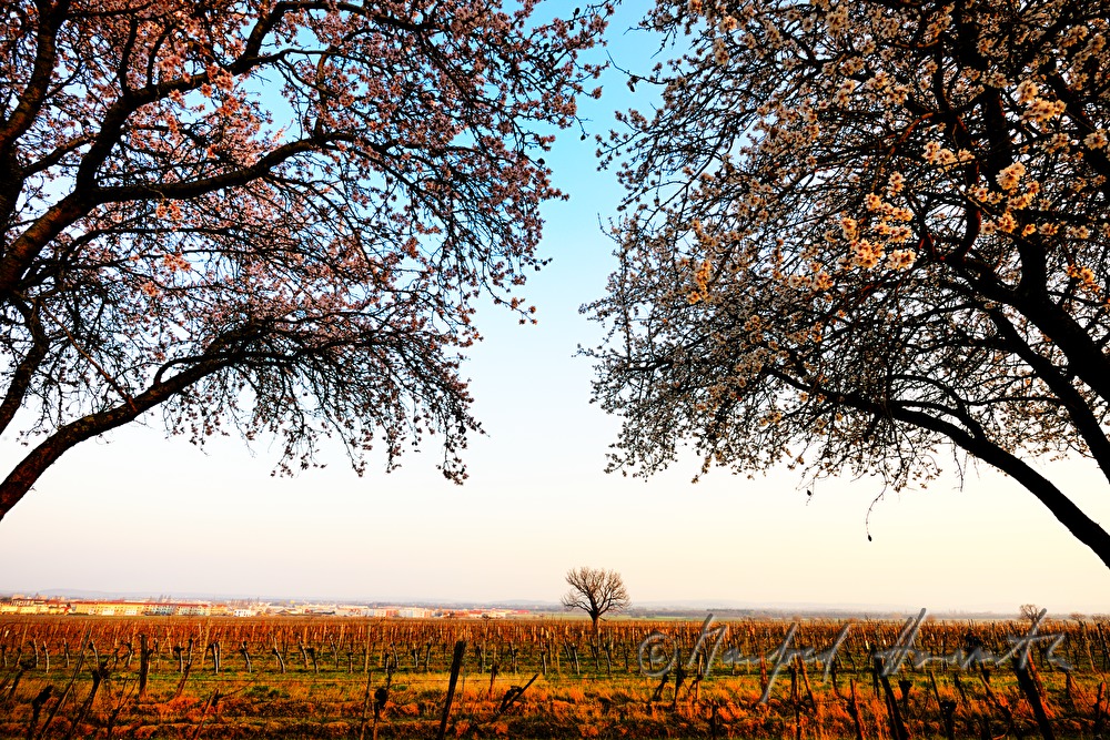 blühende Mandelbaum-Allee und Panorama