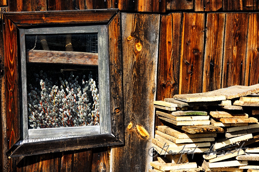Palmkätzchen lagern im Holzschuppen