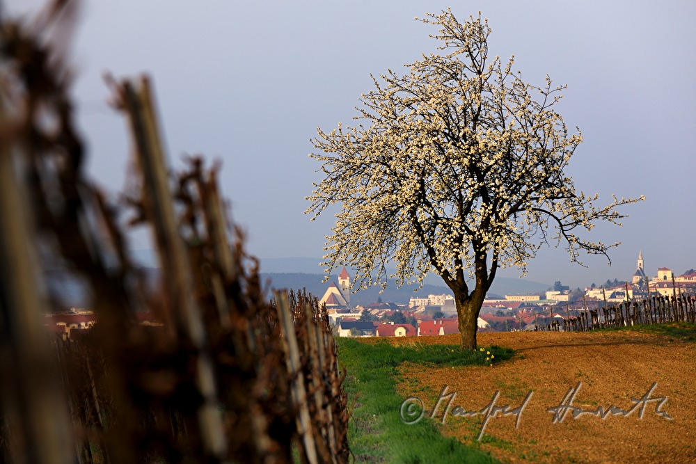 Blick über Sankt Georgen zum Dom und nach Kleinhöflein