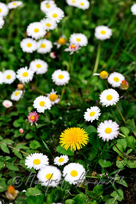 blühende Gänseblümchen auf der Wiese einer Lichtung
